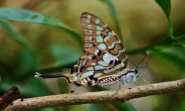 オナガコモンタイマイ