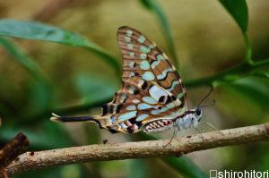 butterfly 614323 1280 min