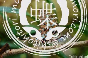 オナガコモンタイマイ オナガコモンタイマイ