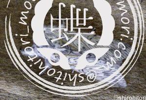 セルラ・ヴィヌラ Cerura vinula