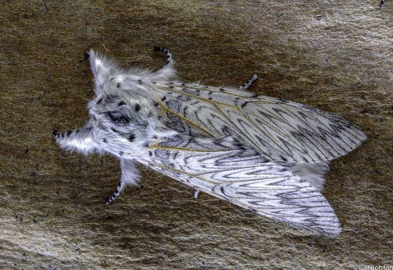 投稿についてもっと詳しく セルラ・ヴィヌラ