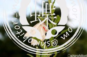 シロヒトリ シロヒトリ