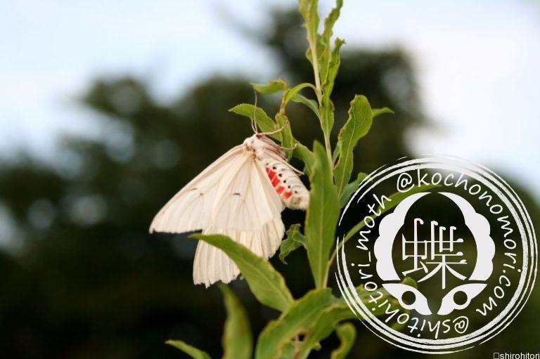 投稿についてもっと詳しく シロヒトリ