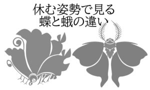 休む姿勢で見る蝶と蛾の違い 休む姿勢で見る蝶と蛾の違い