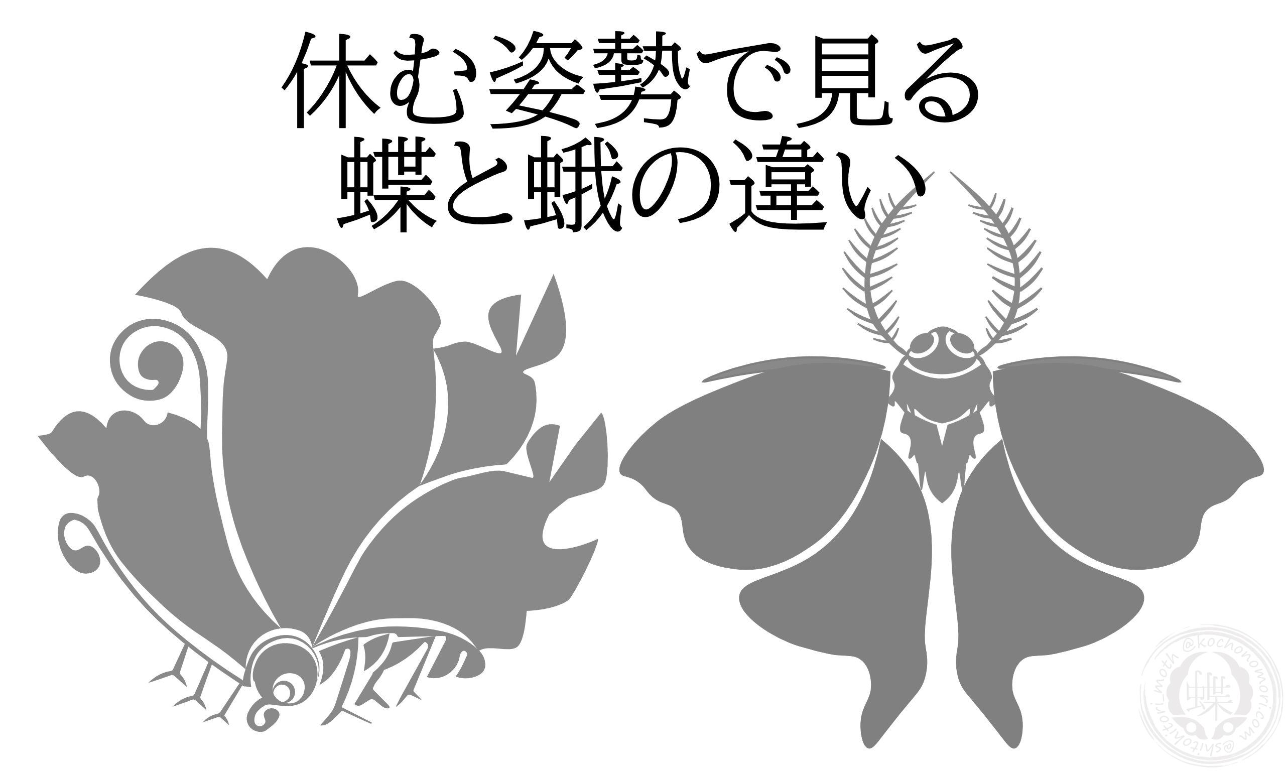 あなたが現在見ているのは 休む姿勢で見る蝶と蛾の違い