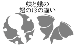 蝶と蛾の翅の形の違い 蝶と蛾の翅の形の違い