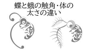 蝶と蛾の触角・体の太さの違い 蝶と蛾の触角・体の太さの違い